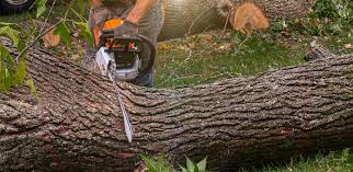 Professional Tree Care Services in Skippers Corner, NC