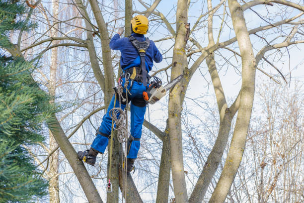 Best Tree Disease Treatment  in Skippers Corner, NC