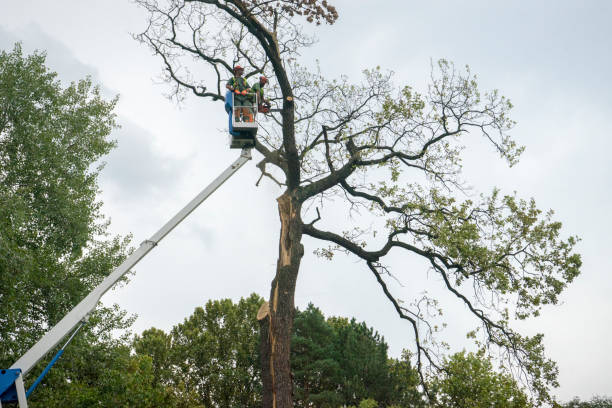 Best Hazardous Tree Removal  in Skippers Corner, NC