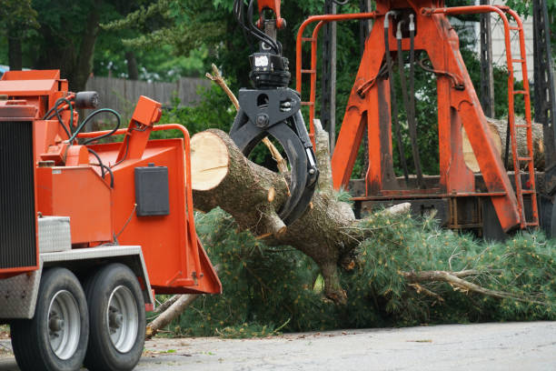 Best Tree Maintenance Programs  in Skippers Corner, NC