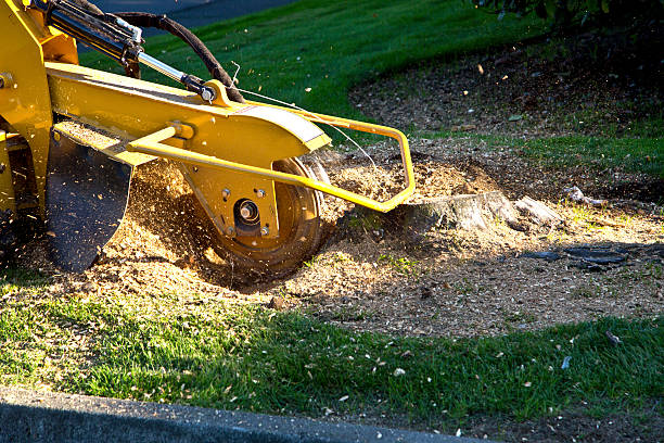 Best Tree Trimming and Pruning  in Skippers Corner, NC