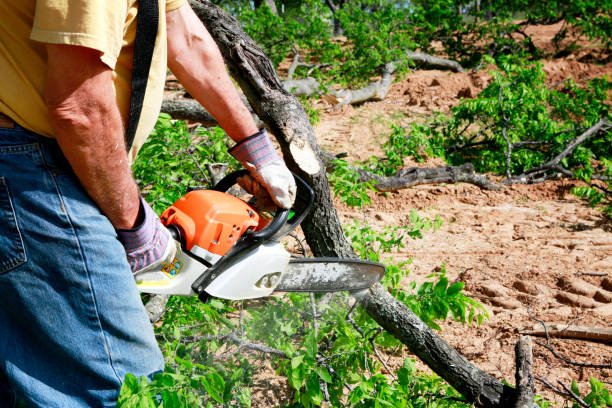 How Our Tree Care Process Works  in  Skippers Corner, NC